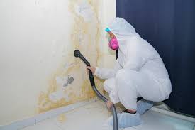 Best Attic Mold Removal  in Islamorada Village Of Islands, FL